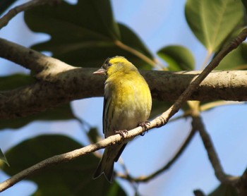 Eurasian Siskin 井頭公園 Sun, 2/18/2024