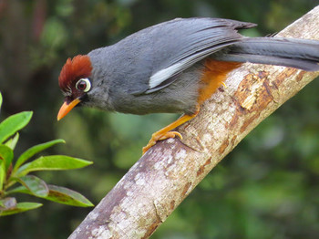 Chestnut-capped Laughingthrush マレーシア Wed, 2/20/2013