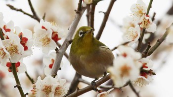 メジロ 大室公園 2024年2月17日(土)