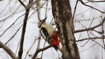 アカゲラ 大室公園 2024年2月17日(土)