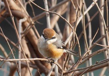 Bull-headed Shrike 馬見丘陵公園 Mon, 2/12/2024