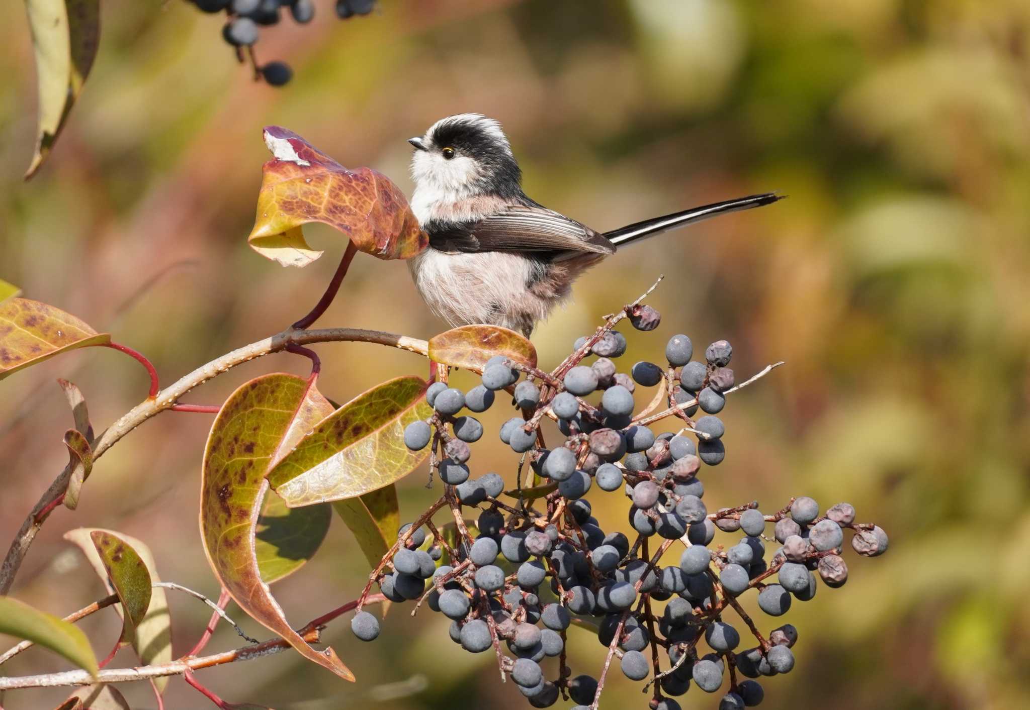 Long-tailed Tit