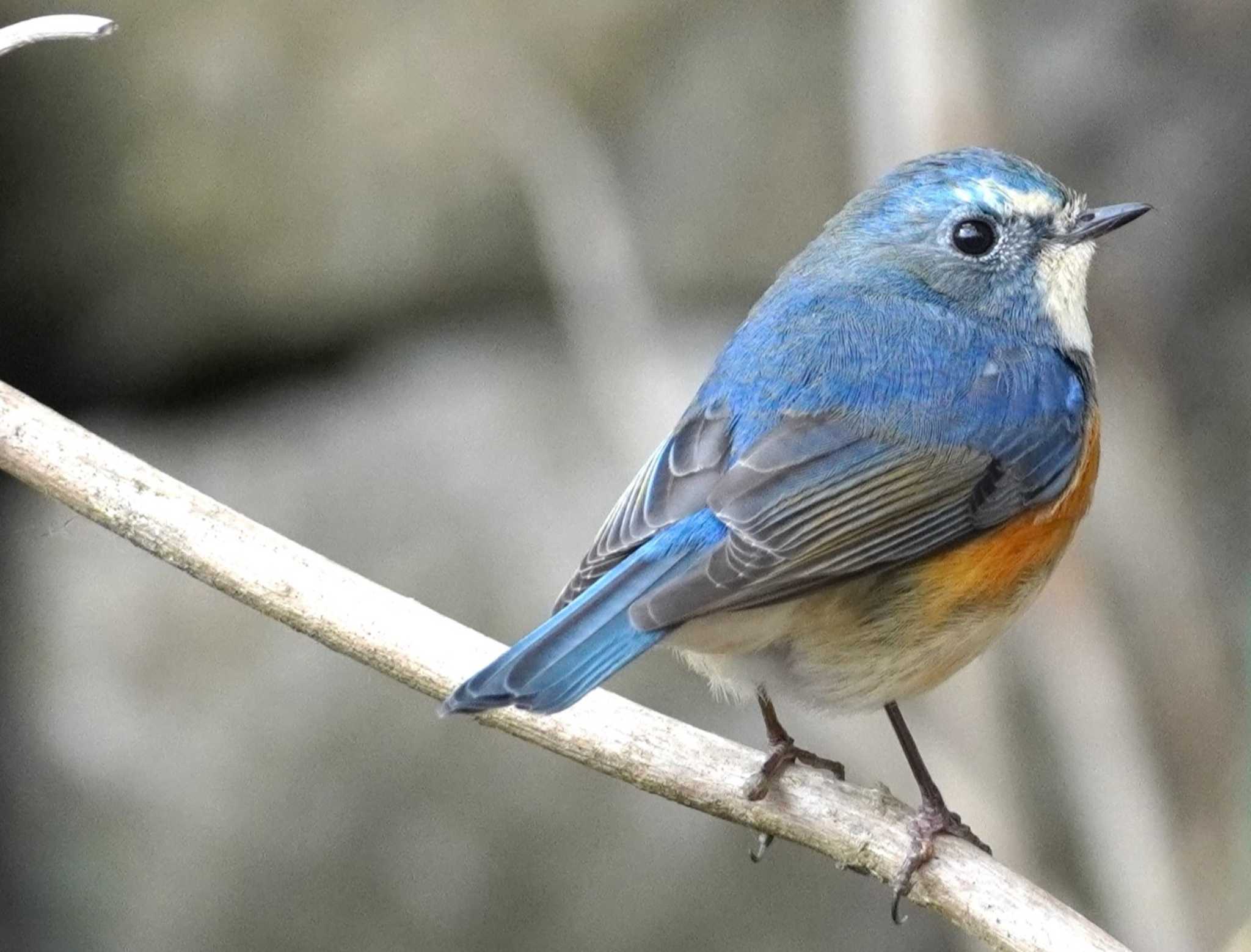 Red-flanked Bluetail