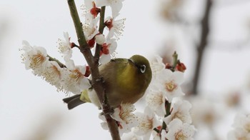 メジロ 大室公園 2024年2月17日(土)