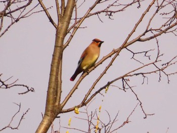 2024年2月18日(日) 境川の野鳥観察記録