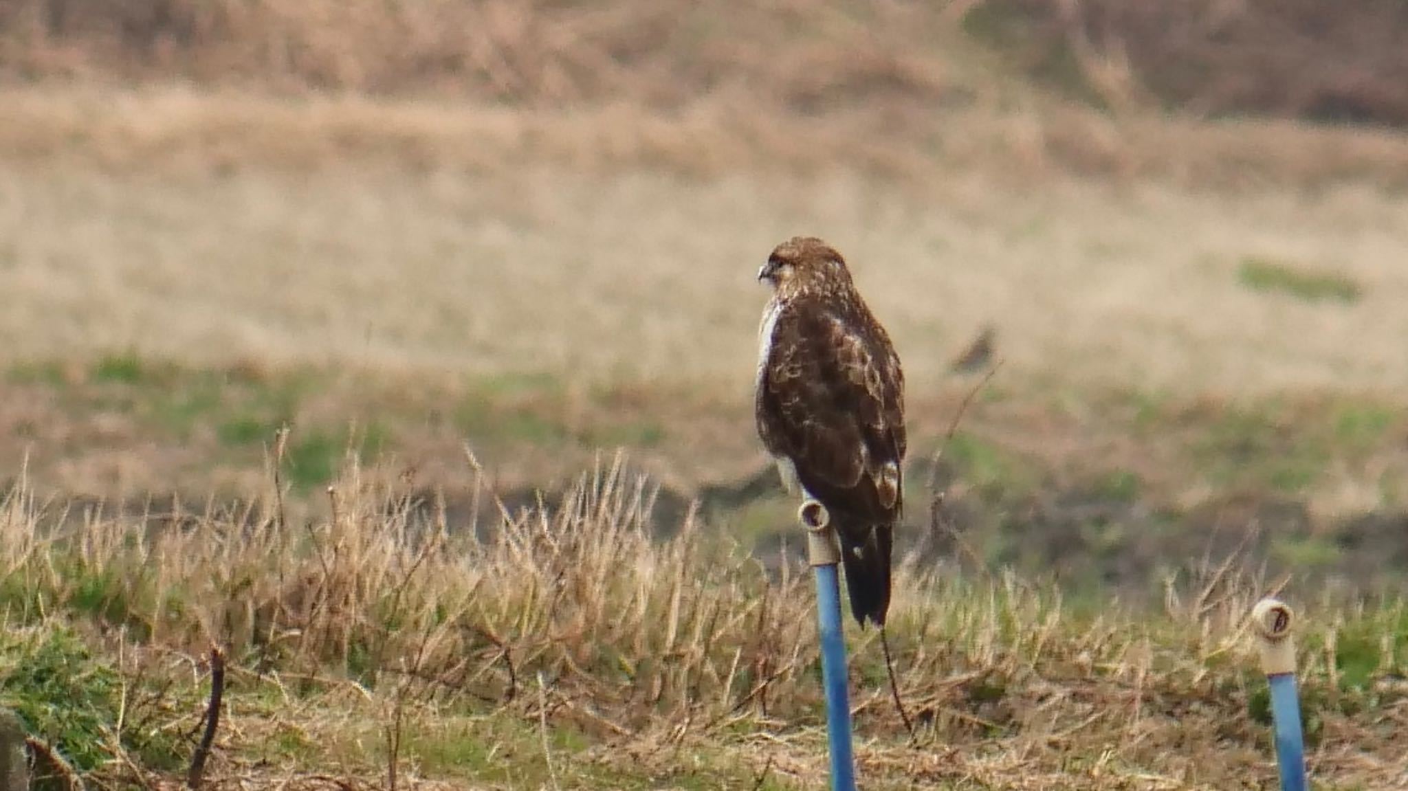 Photo of Eastern Buzzard at 安曇川 by コゲラ