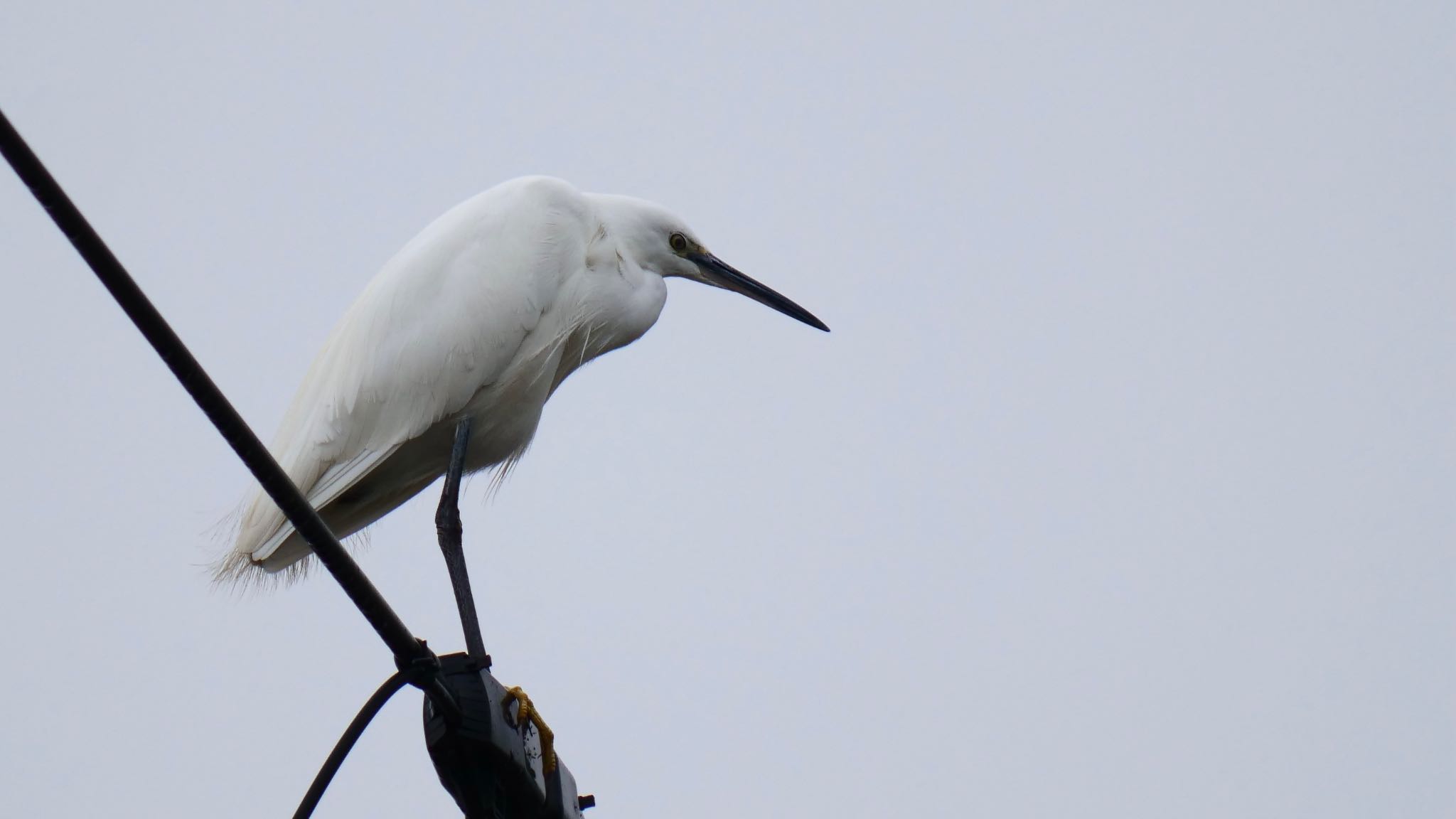 Little Egret