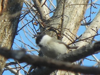 ハシブトガラ 前田森林公園(札幌市) 2018年11月26日(月)