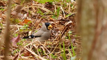 Japanese Grosbeak 安曇川 Sun, 2/18/2024