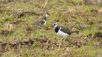 Northern Lapwing 安曇川 Sun, 2/18/2024