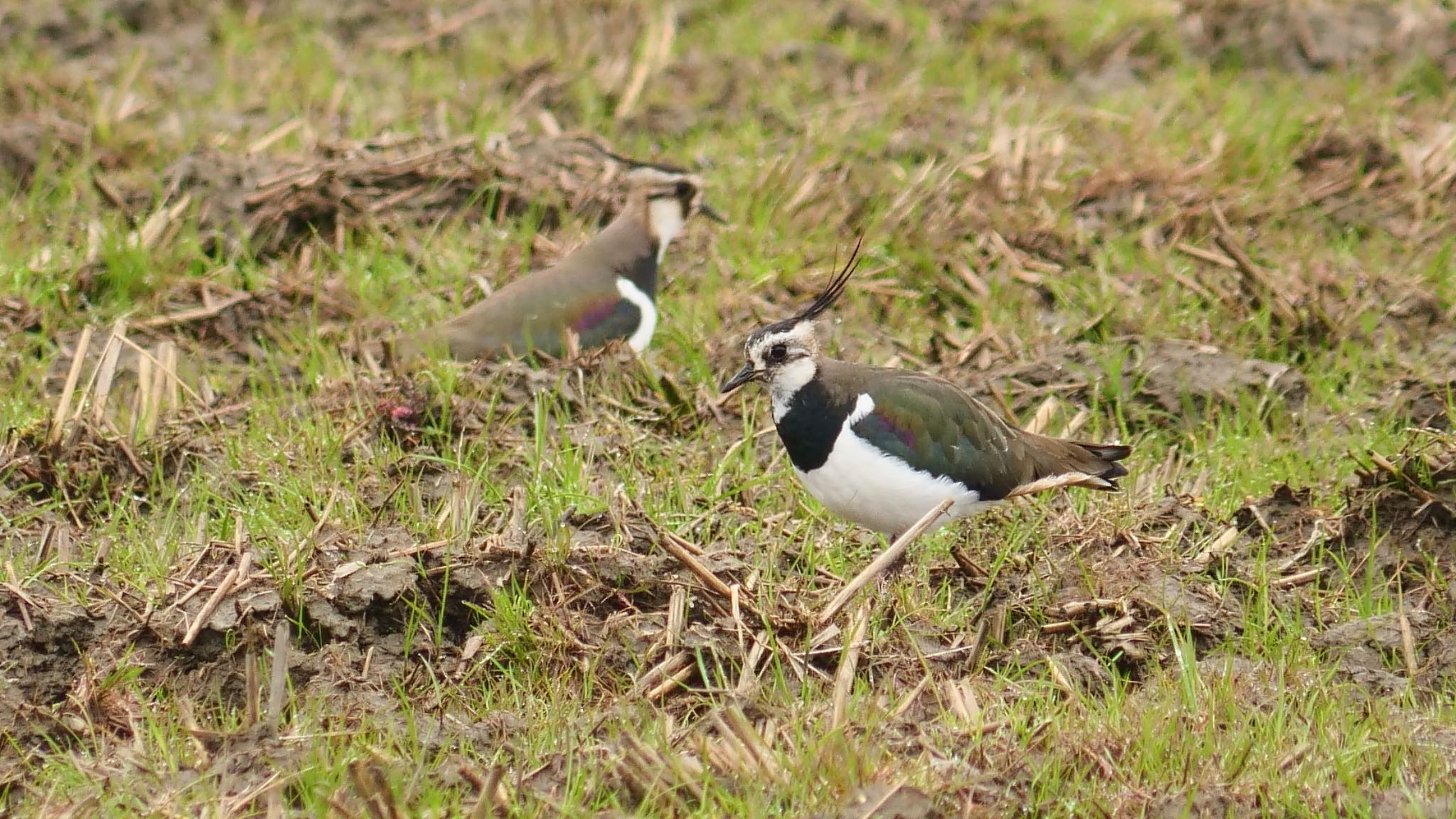 Photo of Northern Lapwing at 安曇川 by コゲラ