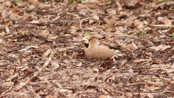 Hawfinch 安曇川 Sun, 2/18/2024