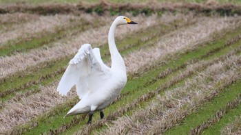 Tundra Swan 安曇川 Sun, 2/18/2024