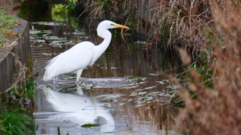 Great Egret 安曇川 Sun, 2/18/2024