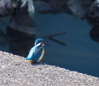 2024年2月18日(日) 矢上川の野鳥観察記録