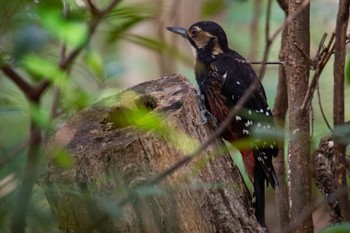 White-backed Woodpecker(owstoni) Amami Nature Observation Forest Sun, 2/18/2024