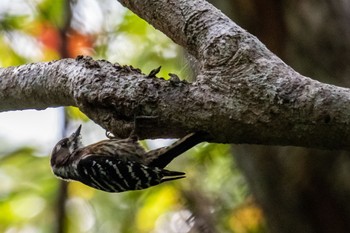 Japanese Pygmy Woodpecker(amamii) Amami Nature Observation Forest Sun, 2/18/2024