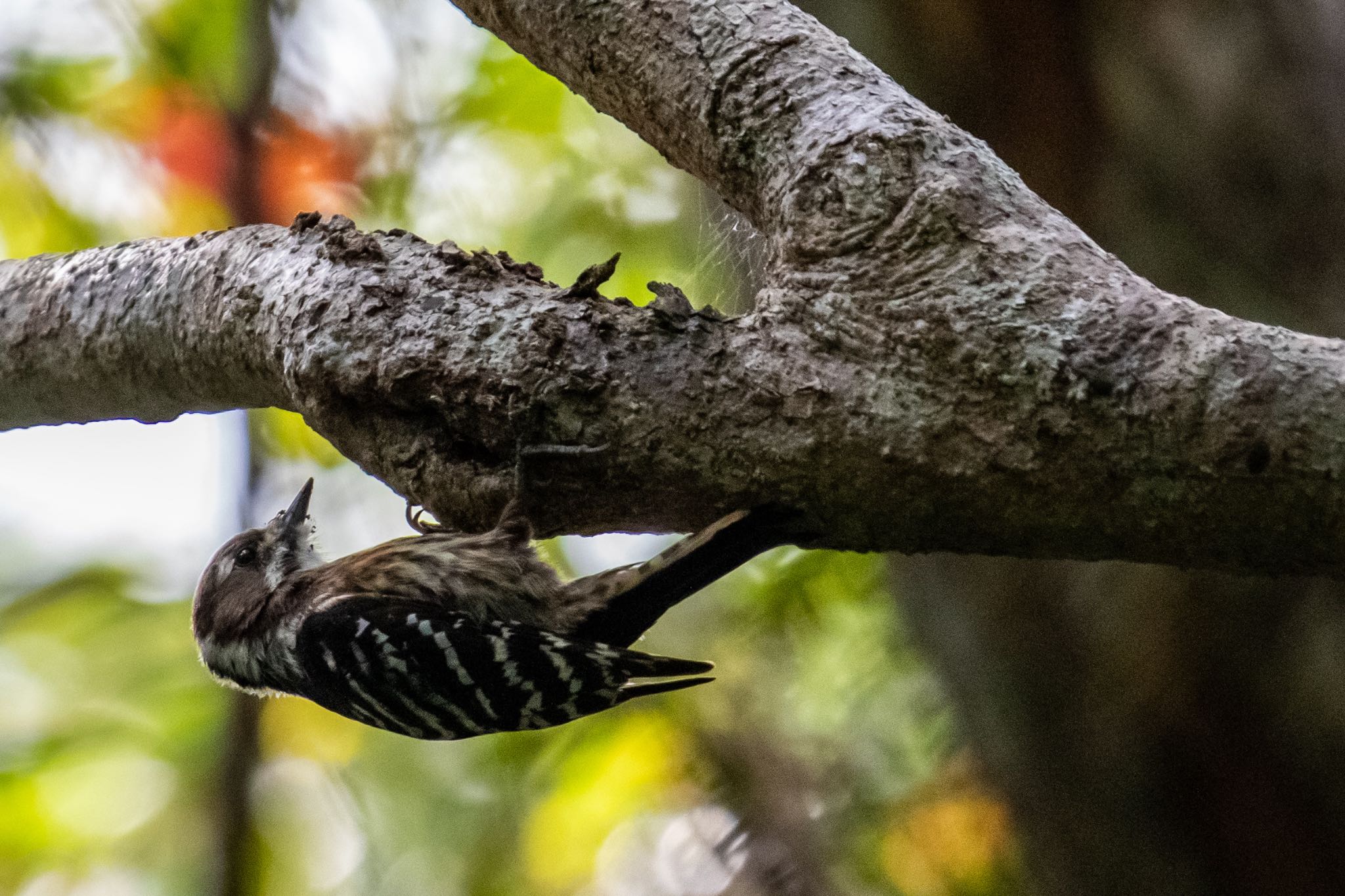 Japanese Pygmy Woodpecker(amamii)
