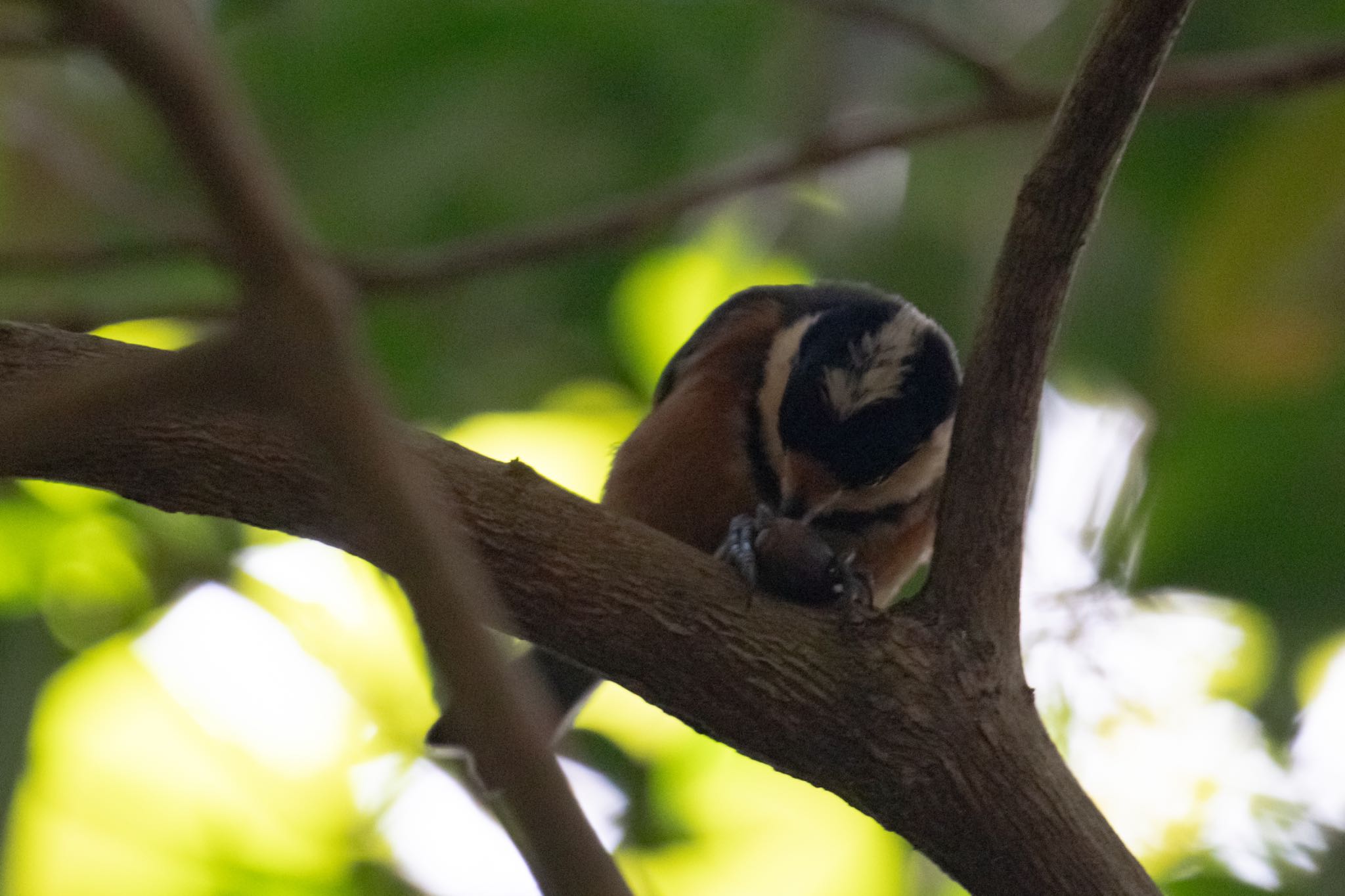 Photo of Varied Tit(amamii) at Amami Nature Observation Forest by 東海林太郎