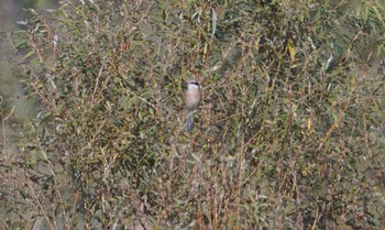 Bull-headed Shrike 野洲川河口 Sun, 11/25/2018