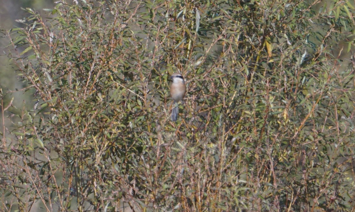 Bull-headed Shrike