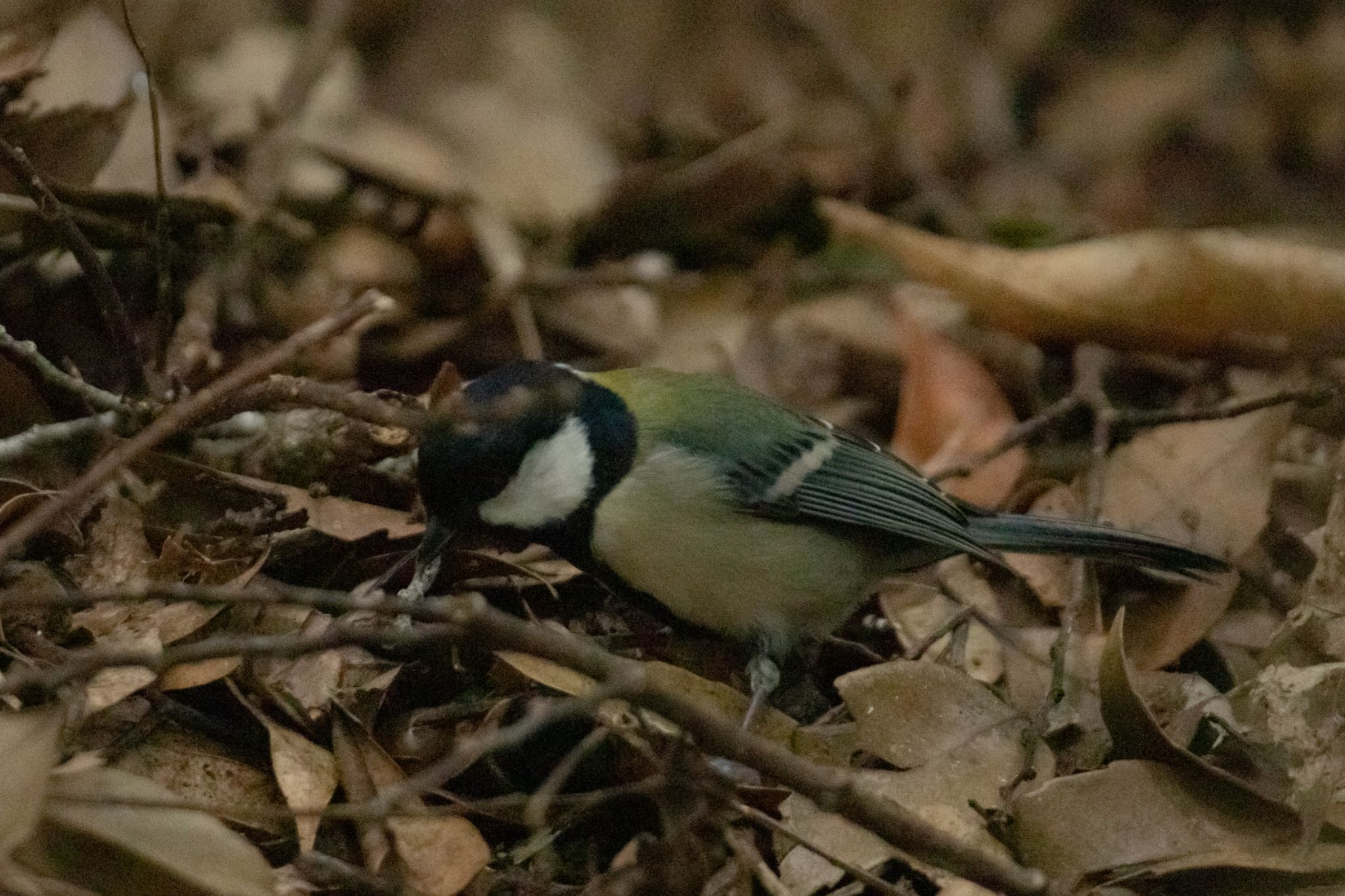 Japanese Tit(amamiensis)