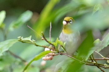 Japanese White-eye(loochooensis) Amami Nature Observation Forest Sun, 2/18/2024