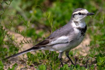 White Wagtail Amami Island(General) Sun, 2/18/2024