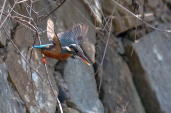 Common Kingfisher Amami Island(General) Sun, 2/18/2024