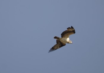 2018年11月25日(日) 野洲川河口の野鳥観察記録