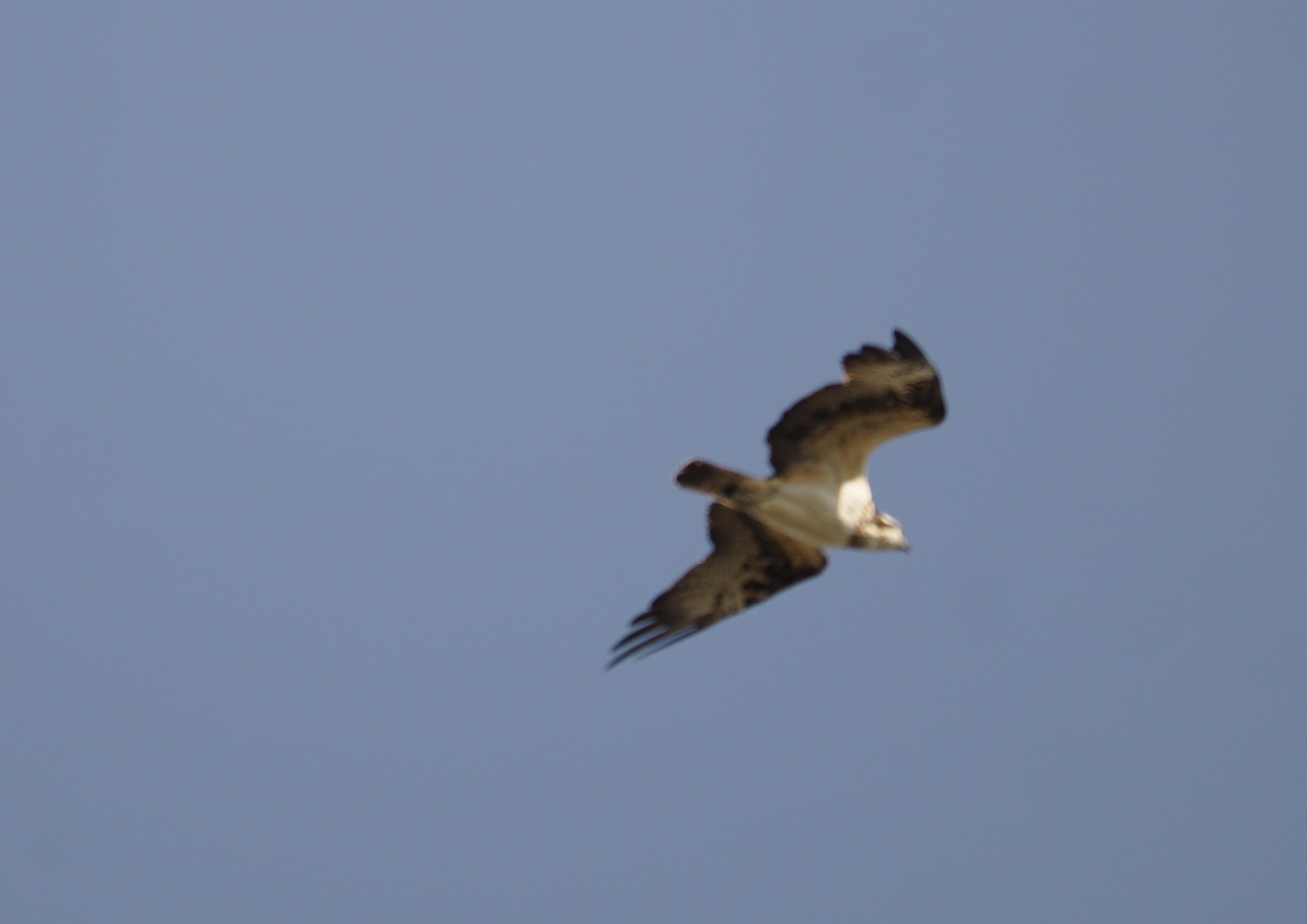 Osprey