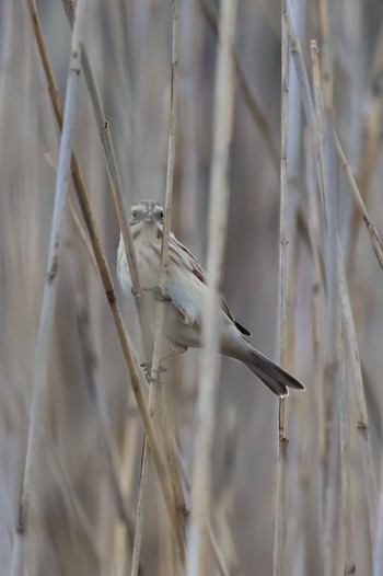 Common Reed Bunting 霞ヶ浦総合公園 Sun, 2/18/2024