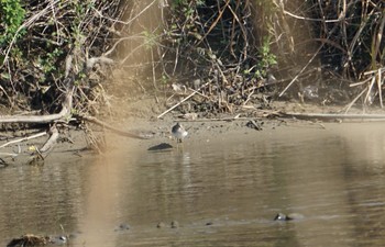 Green Sandpiper 野洲川河口 Sun, 11/25/2018