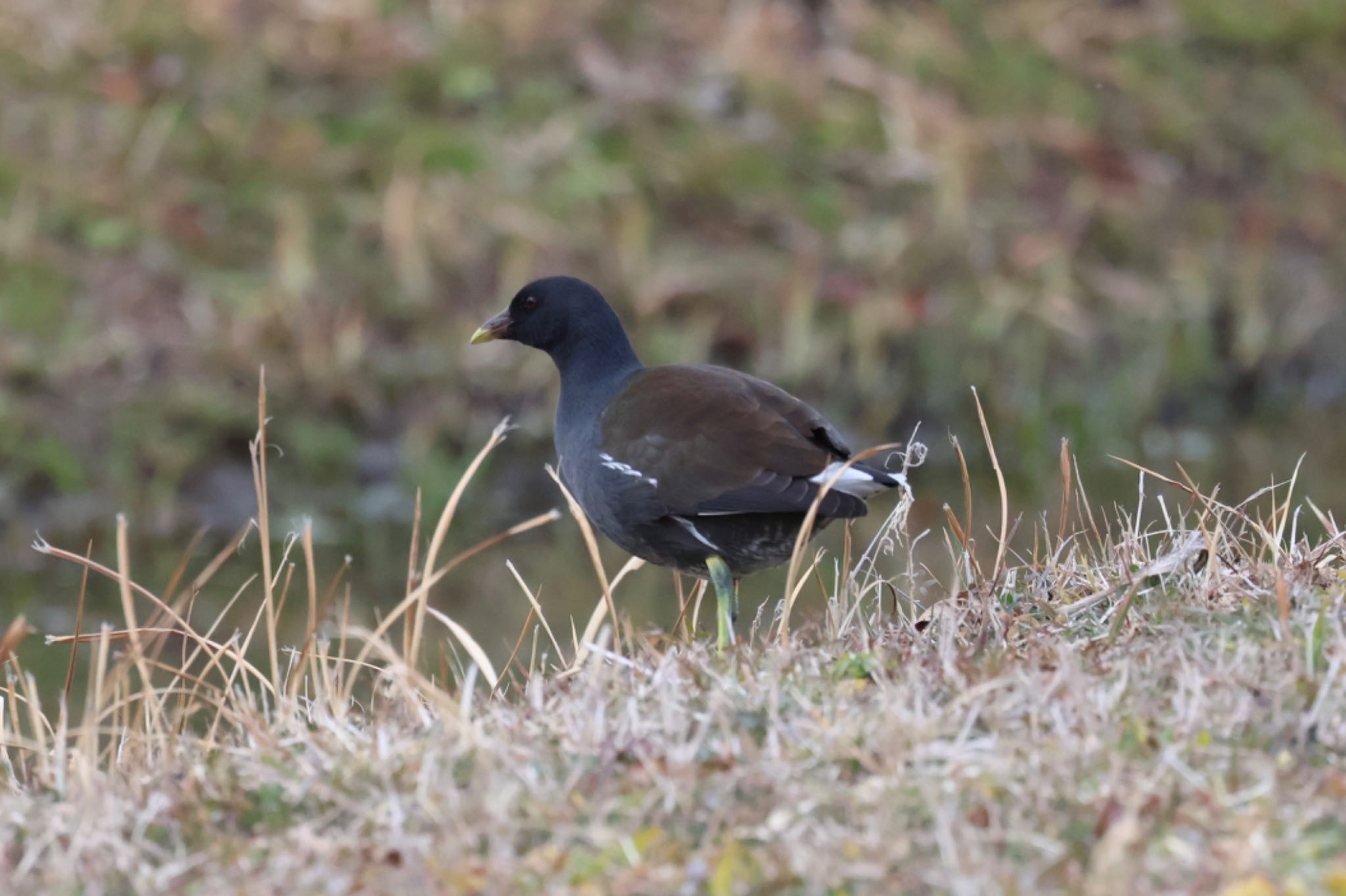 Photo of Common Moorhen at 霞ヶ浦総合公園 by アカウント15734