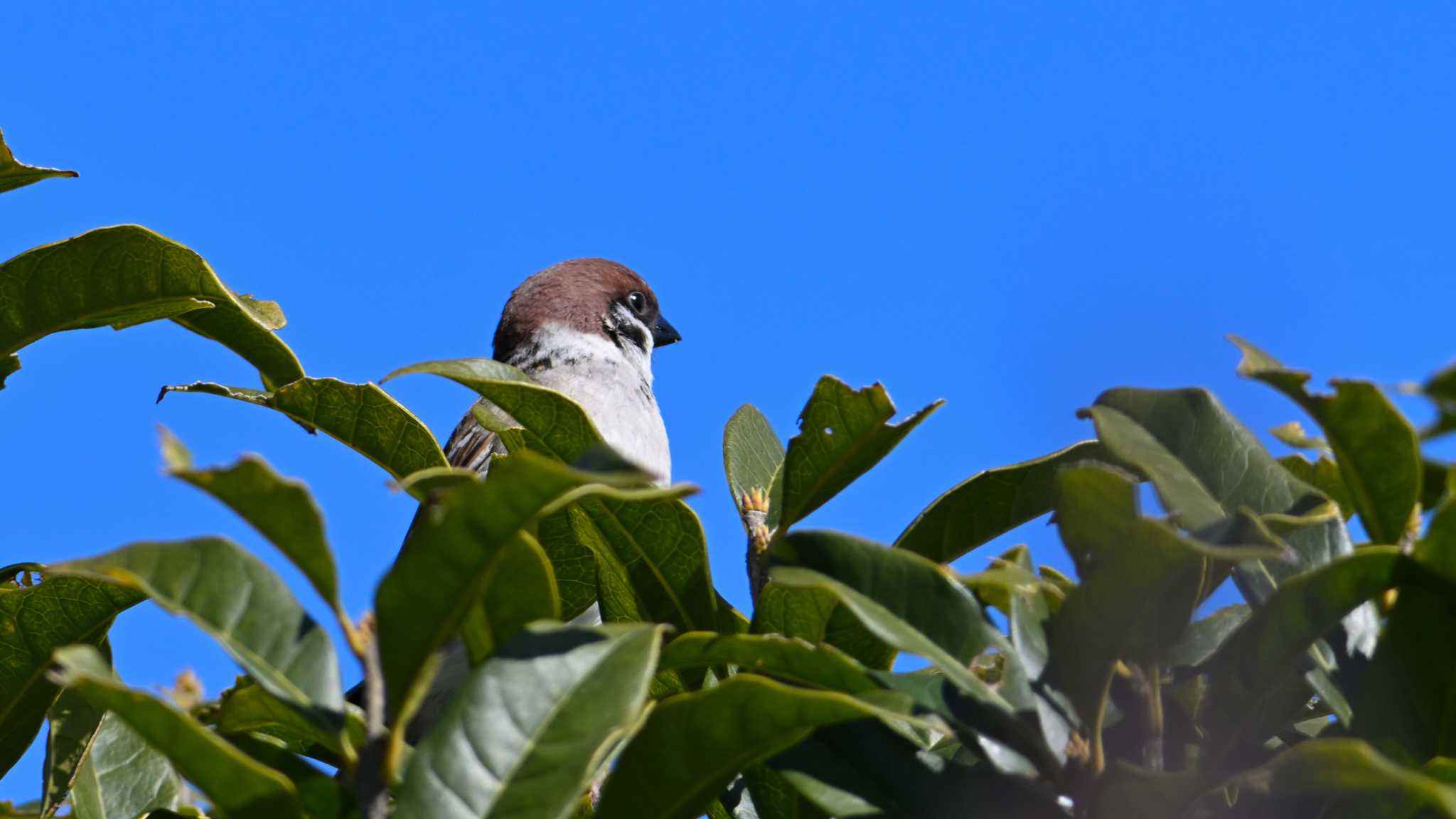 Eurasian Tree Sparrow