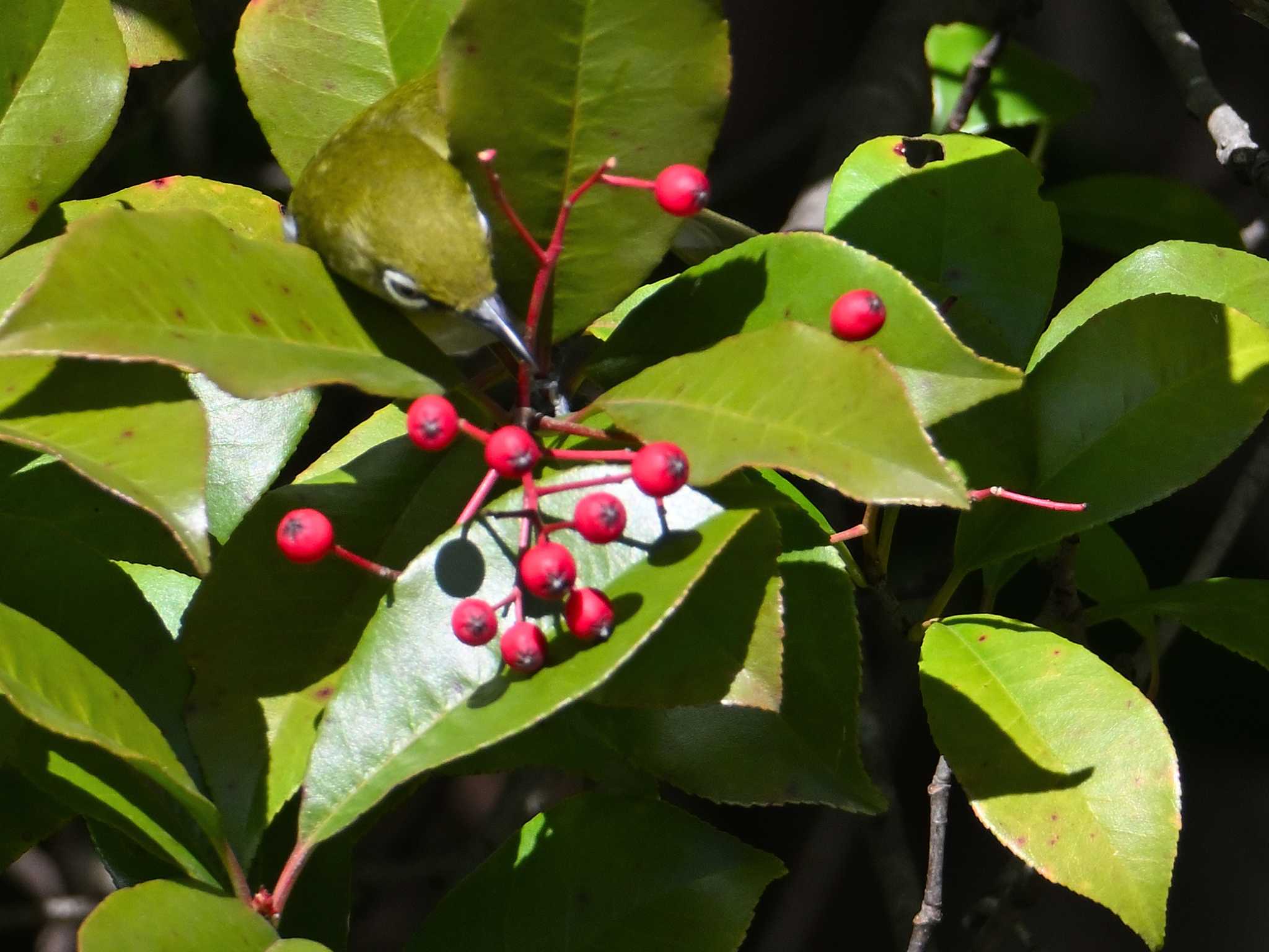 Warbling White-eye