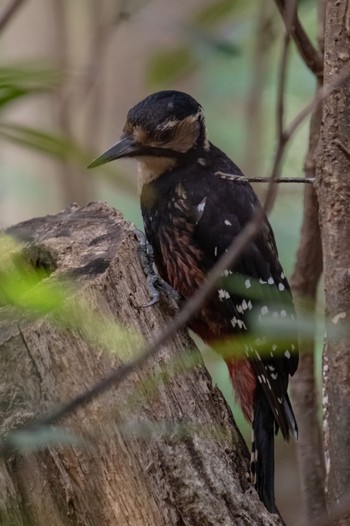 White-backed Woodpecker(owstoni) Amami Island(General) Sun, 2/18/2024