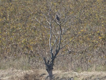 Peregrine Falcon 野洲川河口 Sun, 11/25/2018