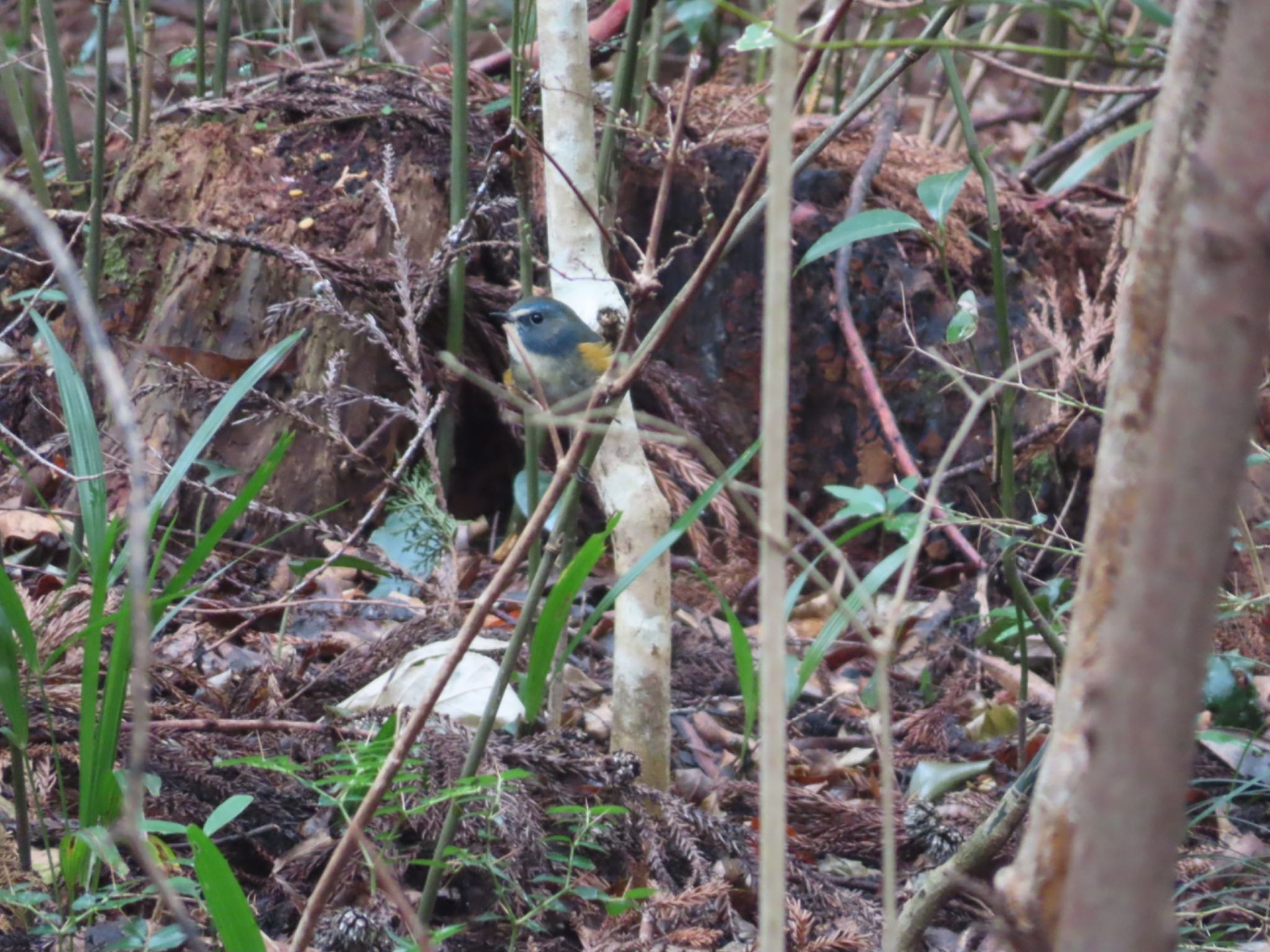 Photo of Red-flanked Bluetail at 幕山公園 by Jack Sprout