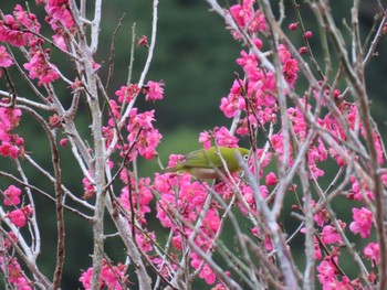 Warbling White-eye 幕山公園 Sun, 2/18/2024