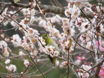 Warbling White-eye 幕山公園 Sun, 2/18/2024