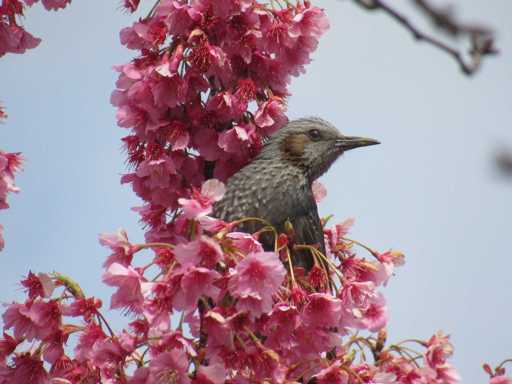 Brown-eared Bulbul