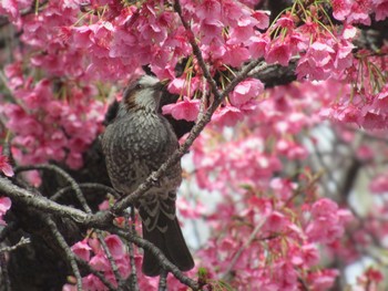 Brown-eared Bulbul 荏原神社 Sun, 2/18/2024