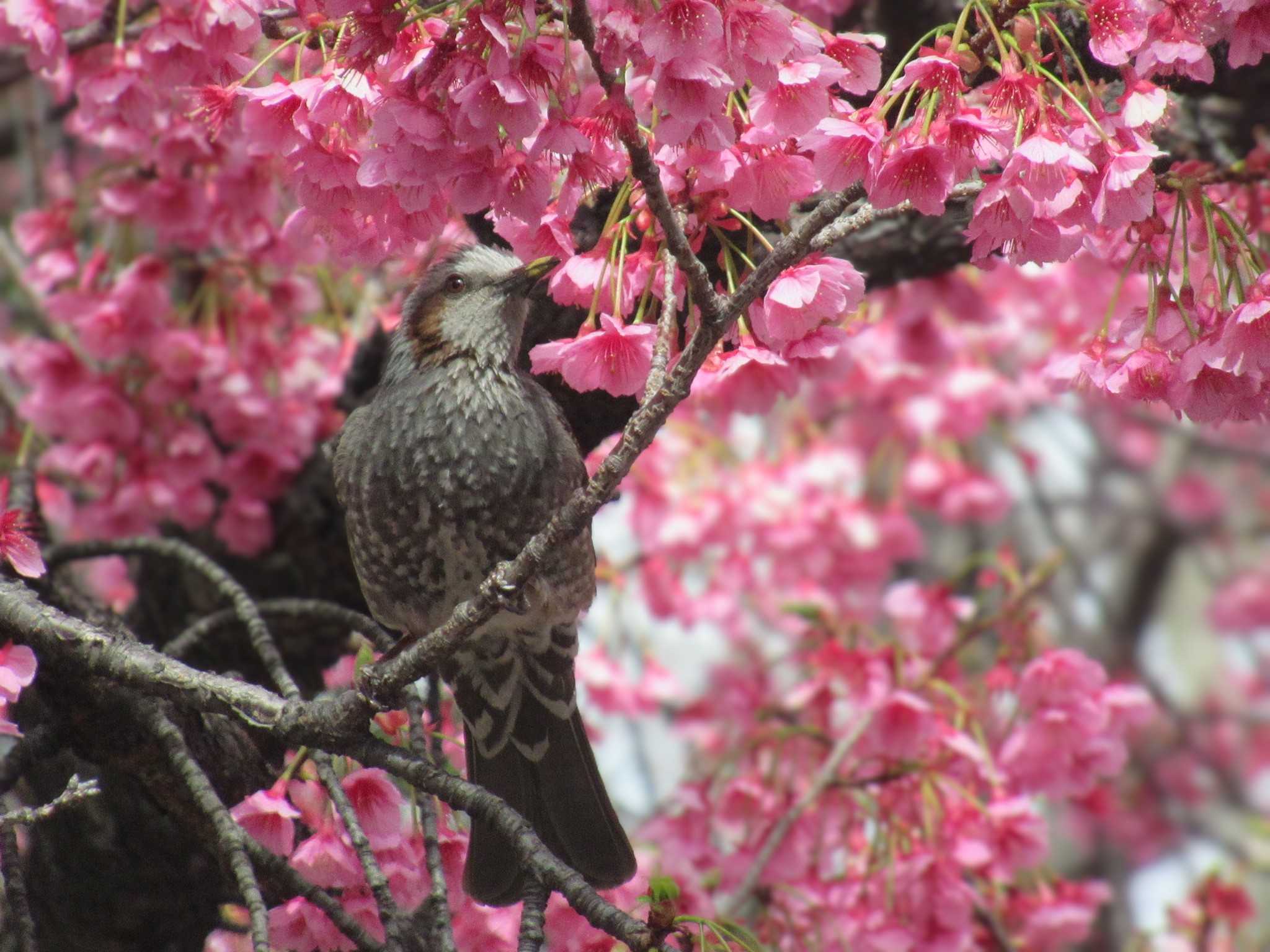 Brown-eared Bulbul