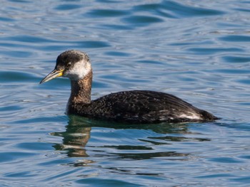 Red-necked Grebe Choshi Fishing Port Sun, 2/18/2024