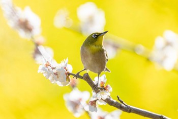 Warbling White-eye Hama-rikyu Gardens Sun, 2/18/2024