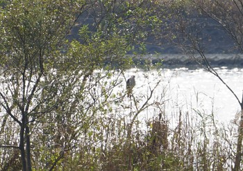 Eurasian Goshawk 野洲川河口 Sun, 11/25/2018