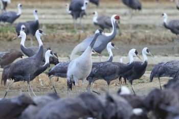 Common Crane 出水市 Sat, 2/10/2024