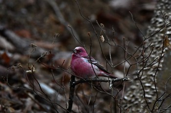 Pallas's Rosefinch Saitama Prefecture Forest Park Sat, 1/27/2024