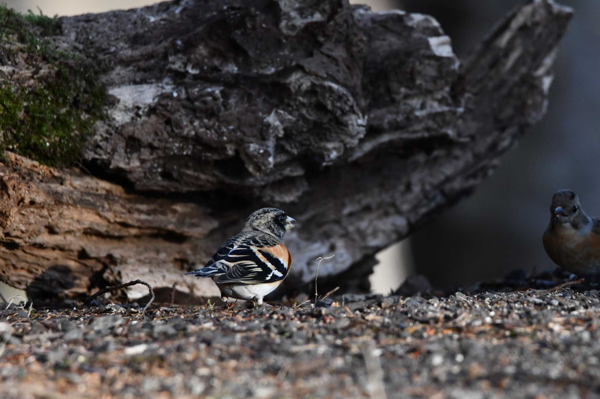Photo of Brambling at Saitama Prefecture Forest Park by のぶ